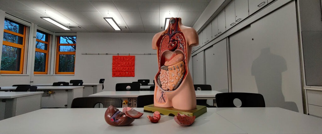 Anatomical Models