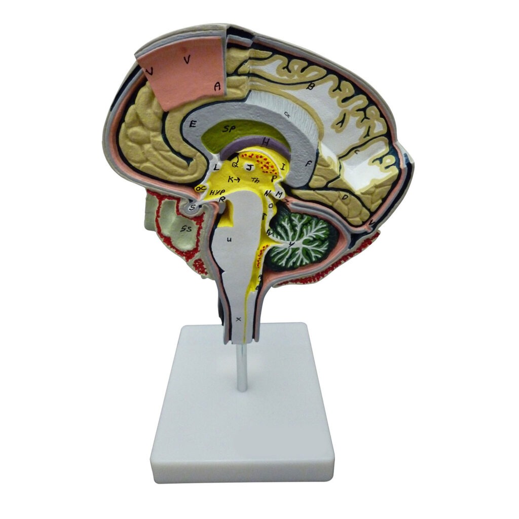 Anatomical Models | Realistic Models | Fast Delivery